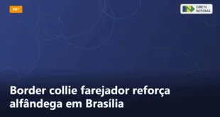 Border collie farejador reforça alfândega em Brasília — Direto Notícias