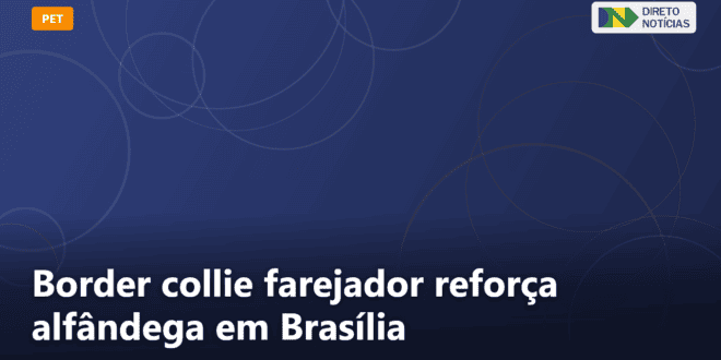 Border collie farejador reforça alfândega em Brasília — Direto Notícias