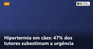 Hipertermia em cães: 47% dos tutores subestimam a urgência — Direto Notícias