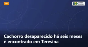 Cachorro desaparecido há seis meses é encontrado em Teresina — Direto Notícias