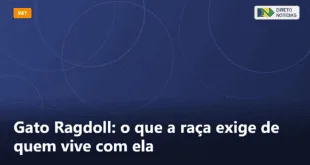 Gato Ragdoll: o que a raça exige de quem vive com ela — Direto Notícias