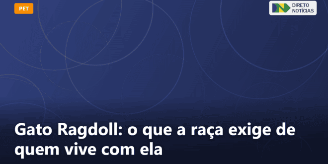 Gato Ragdoll: o que a raça exige de quem vive com ela — Direto Notícias