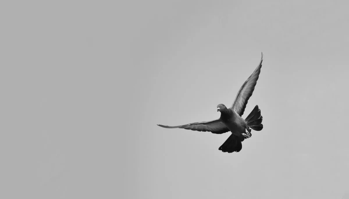 Pomba branca sobrevoando um céu aberto como símbolo de liberdade