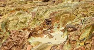 Fóssil de concha marinha exposto sobre rocha em acervo de paleontologia