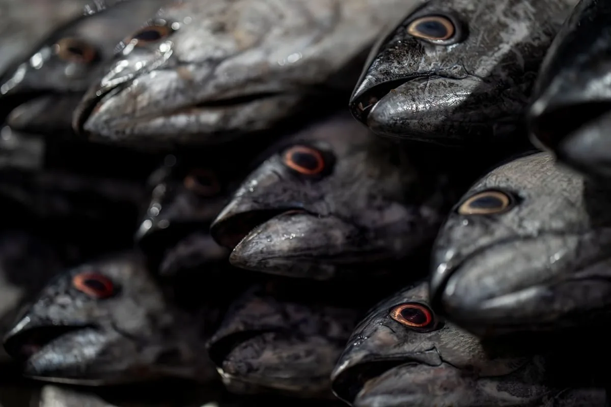 Atuns frescos expostos sobre gelo em mercado de peixes