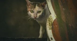 Imagem ilustrativa relacionada a Dia Mundial do Gato