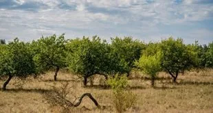 Imagem ilustrativa relacionada a Dia Nacional do Cerrado