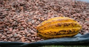 Frutos de cacau abertos mostrando as sementes, matéria-prima do chocolate