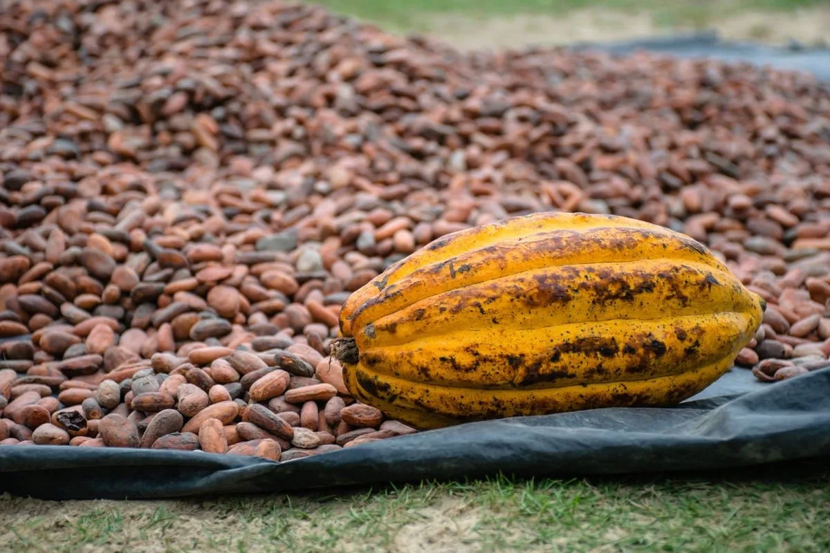 Frutos de cacau abertos mostrando as sementes, matéria-prima do chocolate