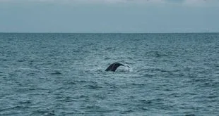 Baleia-jubarte emergindo na costa durante temporada de observação embarcada