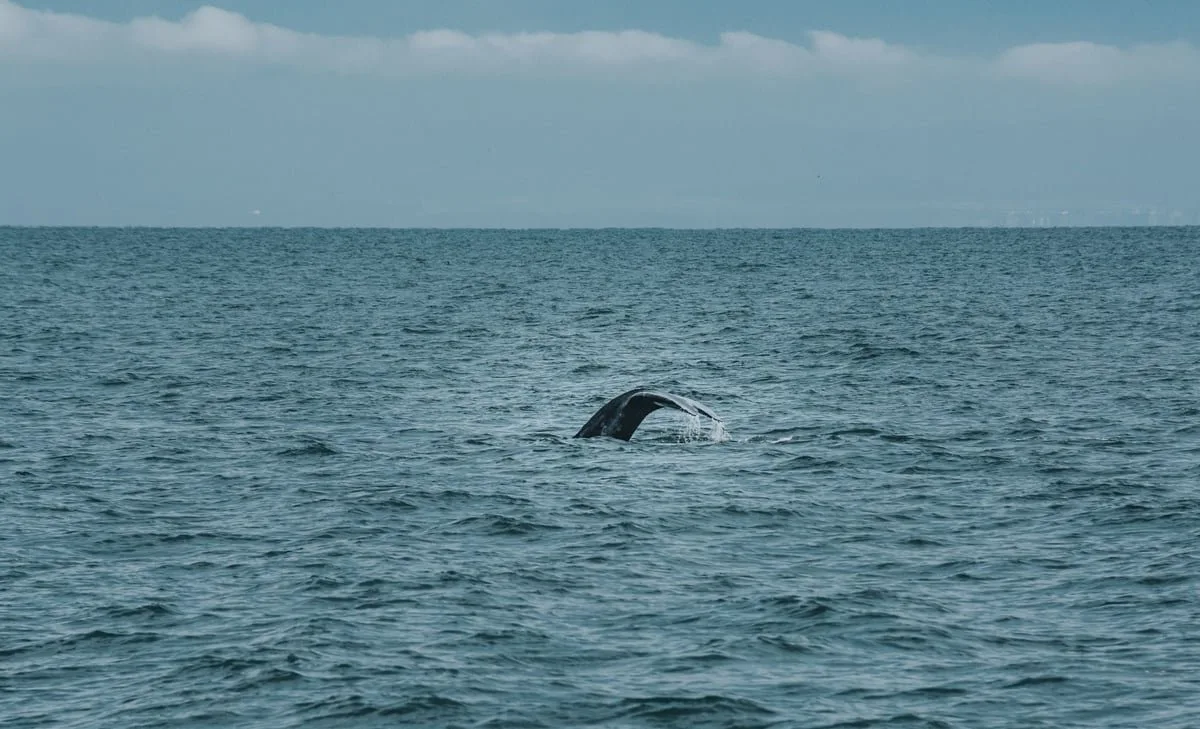 Baleia-jubarte emergindo na costa durante temporada de observação embarcada