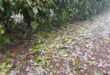 Plantação de café em Minas Gerais sob céu tempestuoso com risco de granizo