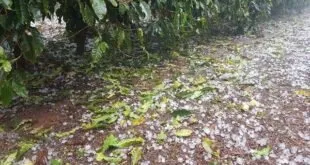 Plantação de café em Minas Gerais sob céu tempestuoso com risco de granizo