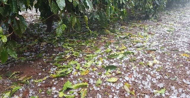 Plantação de café em Minas Gerais sob céu tempestuoso com risco de granizo