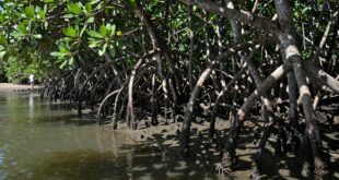 Pessoa em pé na água entre raízes de mangue expostas em uma área de maré baixa