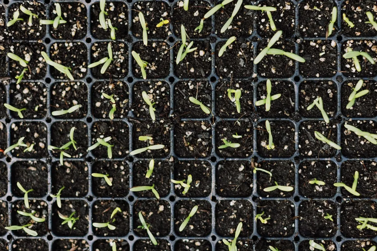 Mudas de plantas nativas sendo replantadas em solo de restinga arenosa