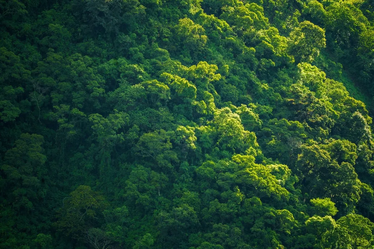 Muda de árvore sendo plantada por mãos enluvadas em solo de uma floresta