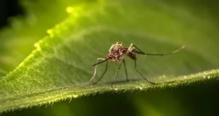 Imagem ilustrativa relacionada a Dia Mundial do Mosquito