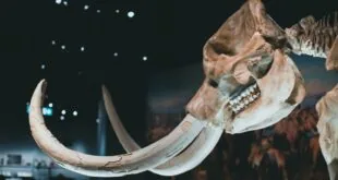 ressurreição de espécies extintas