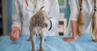 Hospital Veterinário Unisa completa 25 anos com mais de 169 mil atendimentos