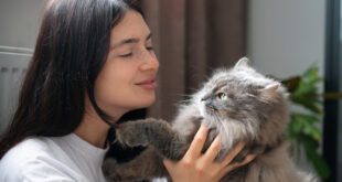 Parceria entre gatos e humanos é marcada por devoção