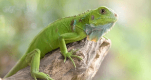Cuidados essenciais para garantir o bem-estar de animais silvestres de estimação