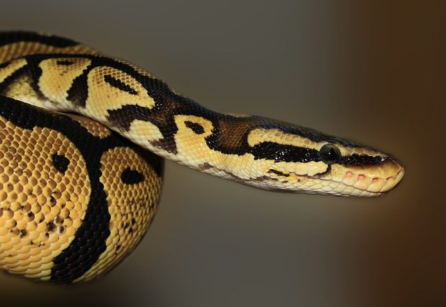 Linguagem de Programação Python para Leigos