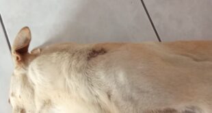 Polícia Civil conclui investigação sobre caso de maus-tratos contra cão comunitário em Vila Velha