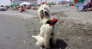 Poodle salva-vidas chama atenção nas praias da Espanha