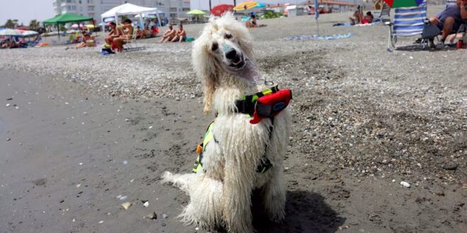 Poodle salva-vidas chama atenção nas praias da Espanha