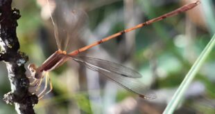 Libélula catalogada há mais de 100 anos é redescoberta em Minas Gerais