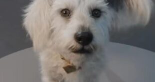 Quem foi o cachorro que deu origem a Krypto, o fiel companheiro do Superman?