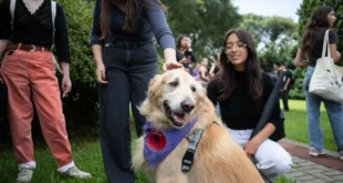 Universidade disponibiliza terapia com animais para estudantes