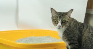 Por que é tão comum que gatos tenham problemas urinários? – Portal Cães e Gatos