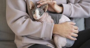 Holanda proíbe gatos sphynx e scottish fold por questões de bem-estar animal – Portal Cães e Gatos