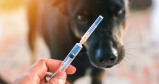 Julho Dourado: nova lei reforça cuidados com a saúde animal e a prevenção de zoonoses – Portal Cães e