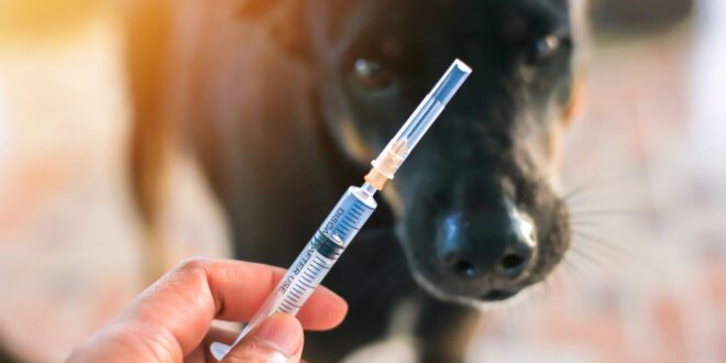 Julho Dourado: nova lei reforça cuidados com a saúde animal e a prevenção de zoonoses – Portal Cães e