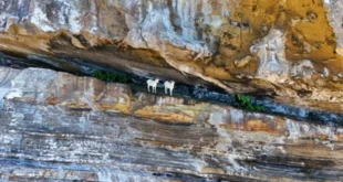 Cabras sobreviveram por mais de 200 anos isoladas e sem água doce na Bahia – Portal Cães e Gatos