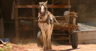 Distrito Federal anuncia fim das carroças e apreensão de cavalos explorados – Portal Cães e Gatos