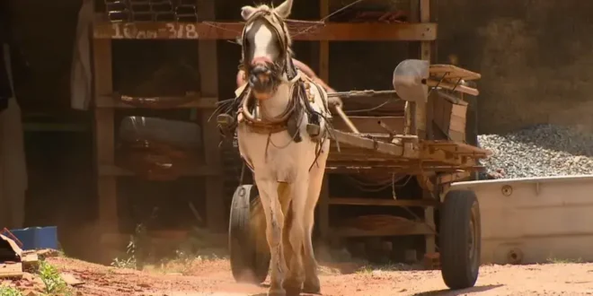 Distrito Federal anuncia fim das carroças e apreensão de cavalos explorados – Portal Cães e Gatos