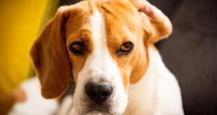 Cães têm “sexto sentido”? Ciência explica como pets detectam perigos, doenças e mudanças no ambiente –