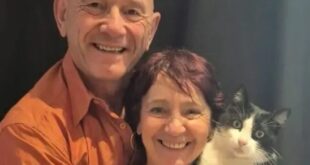 Gato perdido na Espanha percorre 250 km e consegue voltar para casa na França – Portal Cães e Gatos