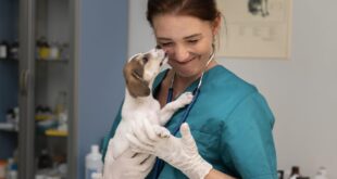 Será que a carreira de médico-veterinário é ideal para mim? – Portal Cães e Gatos