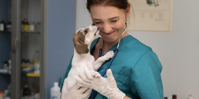 Será que a carreira de médico-veterinário é ideal para mim? – Portal Cães e Gatos