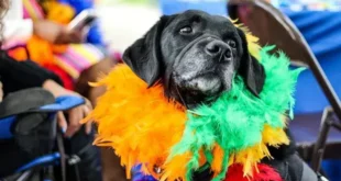 Carnaval com responsabilidade: como proteger cães e gatos durante a folia – Portal Cães e Gatos