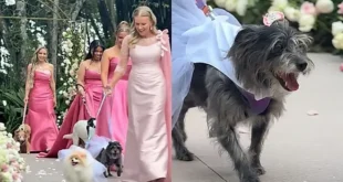 Cães resgatados protagonizam entrada emocionante em casamento e simbolizam trajetória do casal –