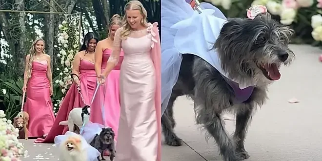 Cães resgatados protagonizam entrada emocionante em casamento e simbolizam trajetória do casal –
