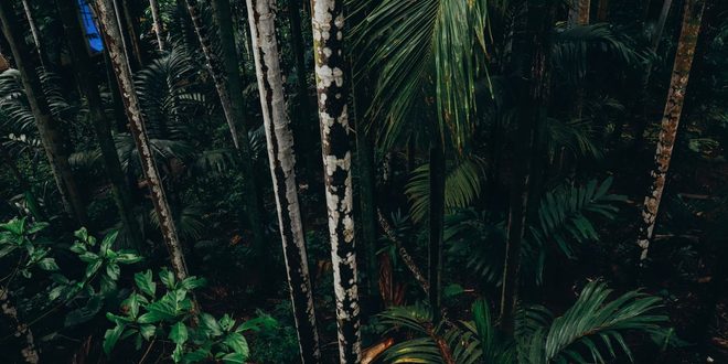 Área de mata nativa preservada, representando o conceito de uso sustentável dos recursos naturais