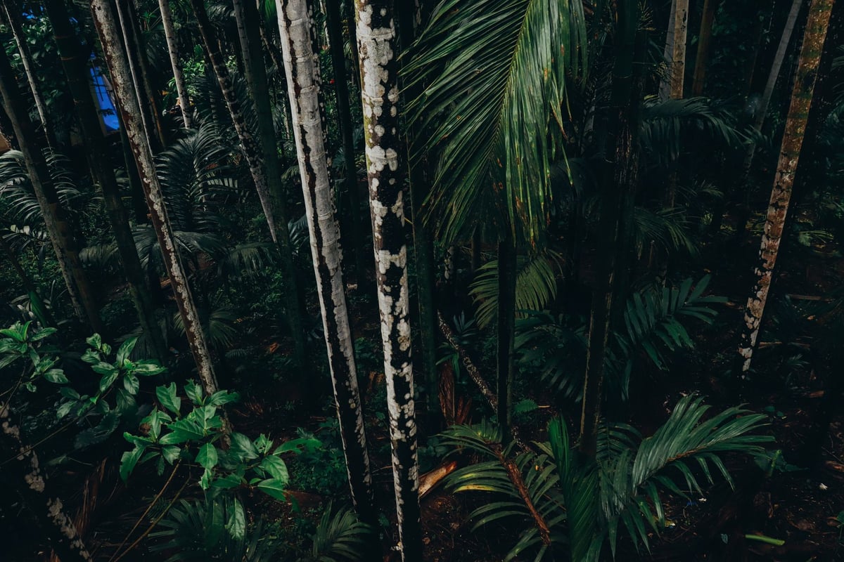 Área de mata nativa preservada, representando o conceito de uso sustentável dos recursos naturais