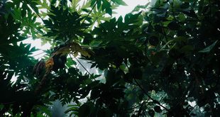 Vegetação nativa representando o Dia Nacional da Mata Atlântica, celebrado em 27 de maio